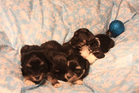 havanese-puppies